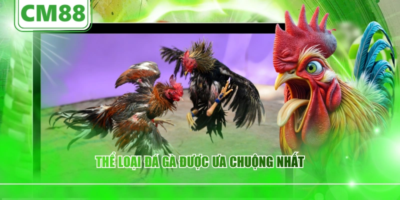 Thể loại đá gà được ưa chuộng nhất